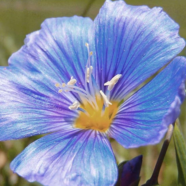 Blue flower. 
