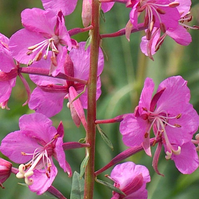 Cluster of dark pink flowers.