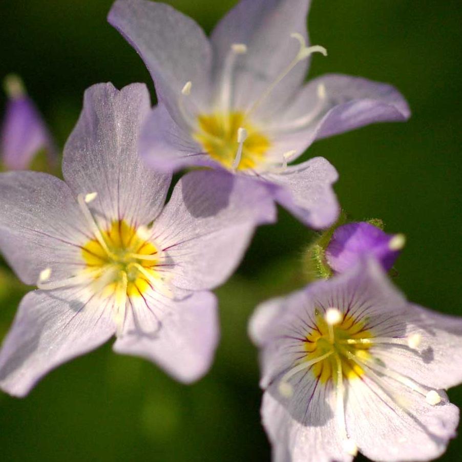 Cluster of light purple flowers.