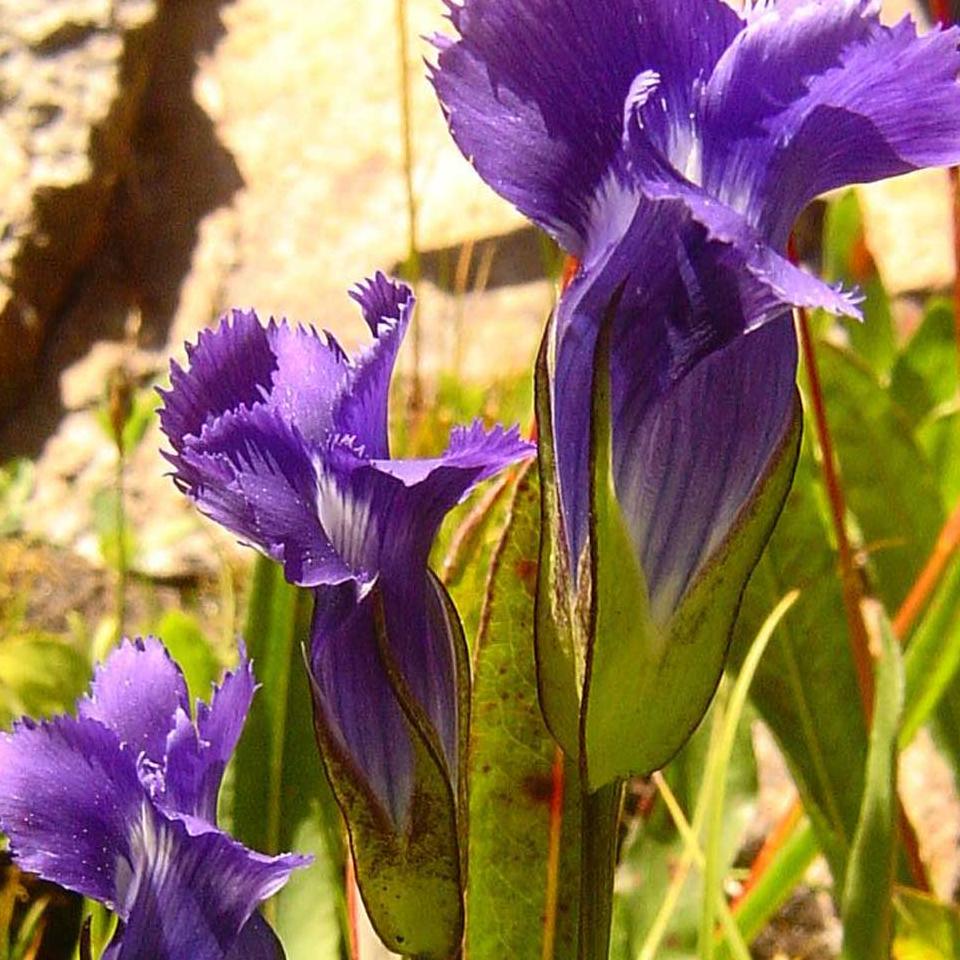 Cluster of purple flowers. 