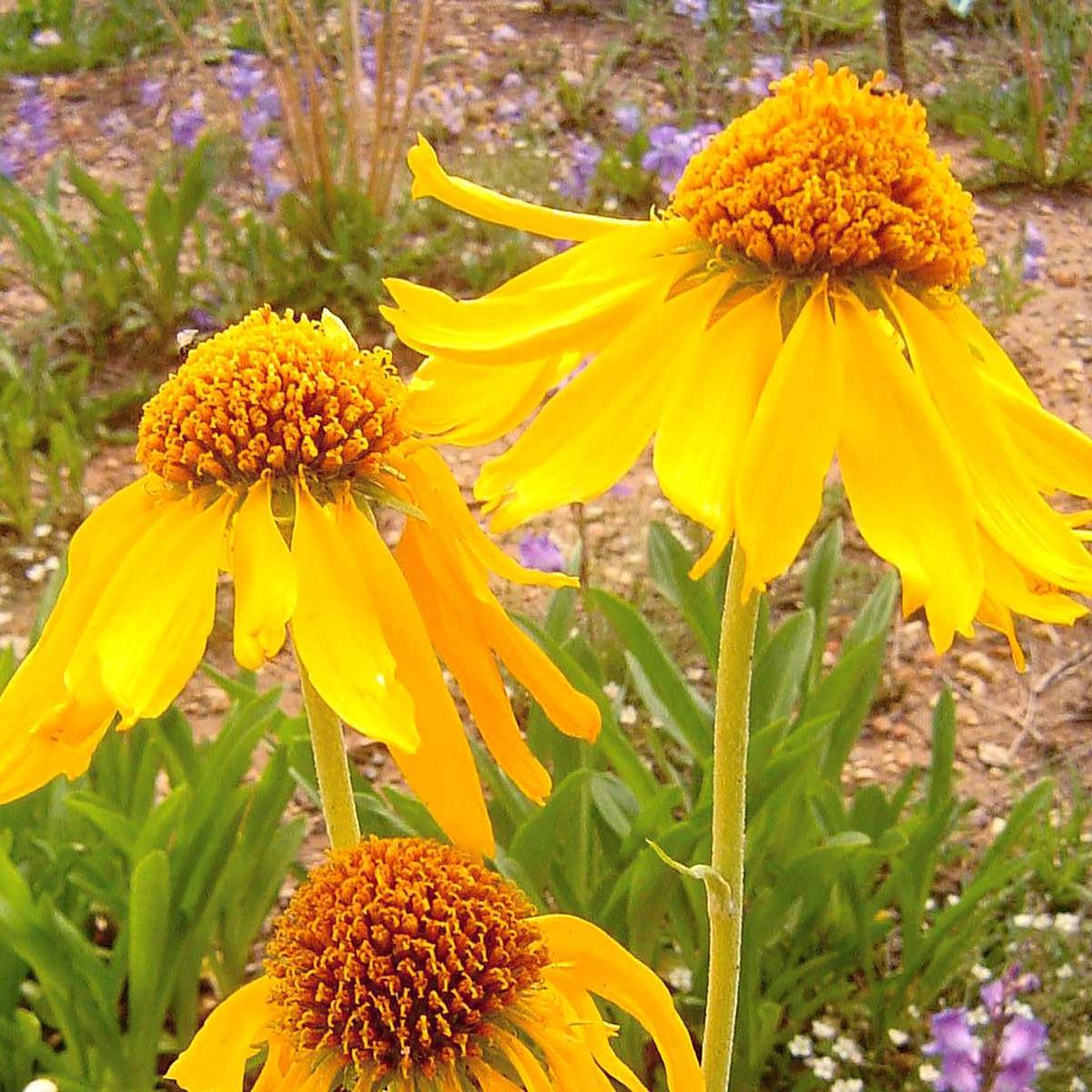 Yellow flowers. 