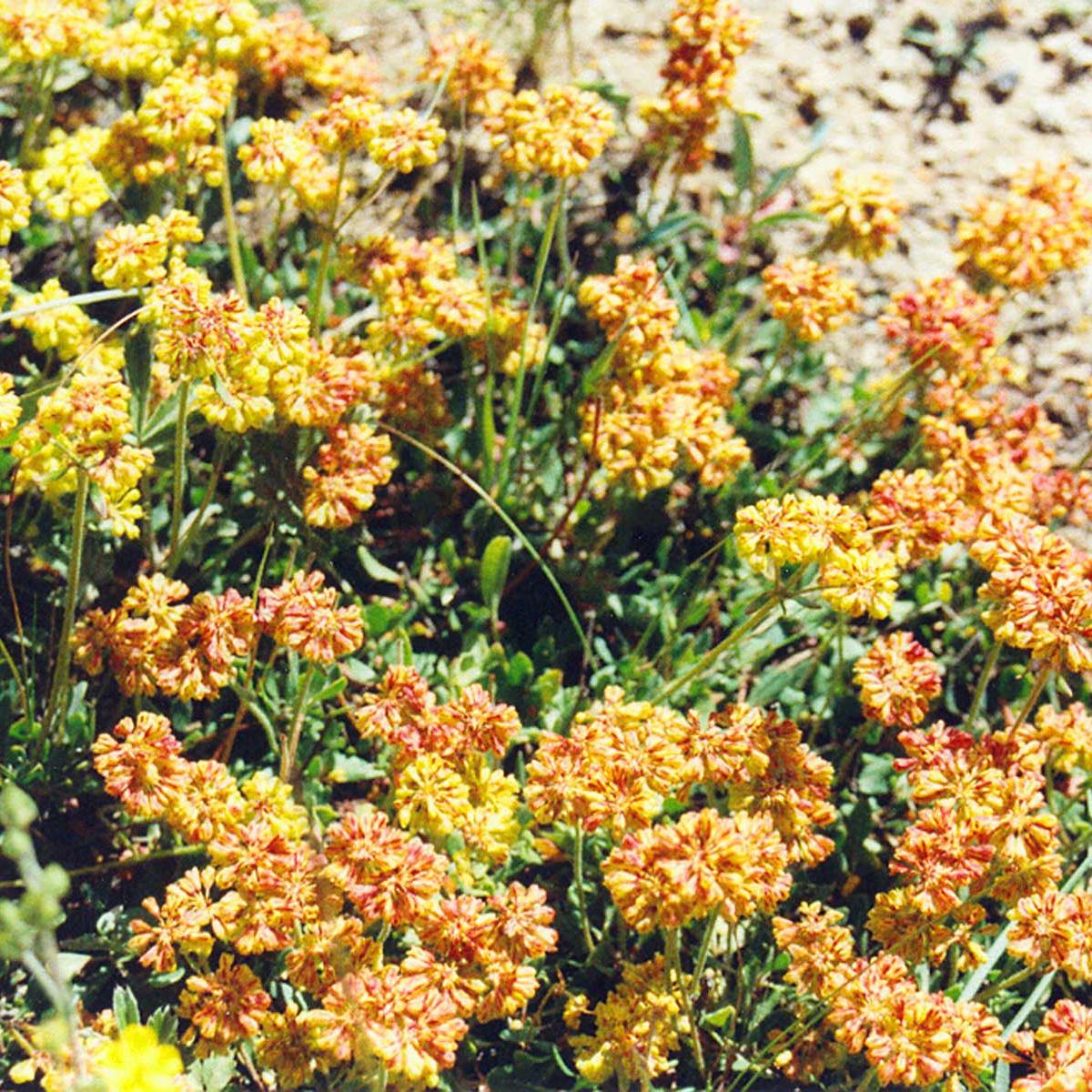 Yellow & orange flowers. 