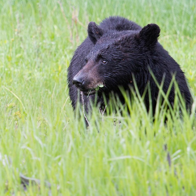 A young black bear surrounded by green vegetation.