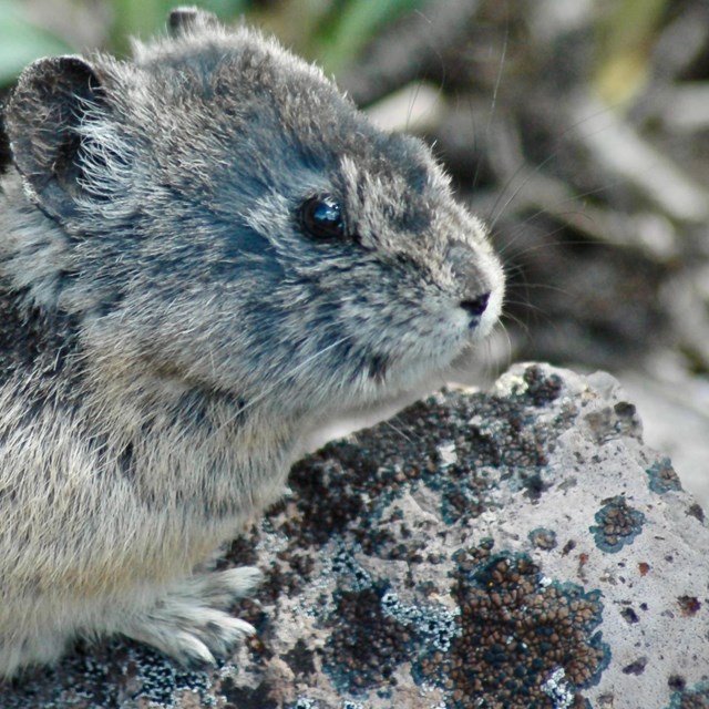 A small pika nearly blends in perfectly with the rocks it is perched on.