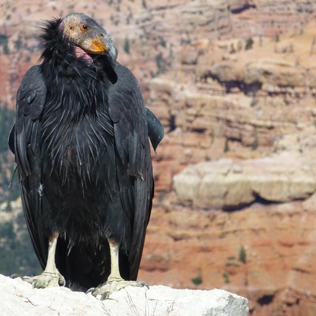 A very large bird perched on the edge of a cliff.