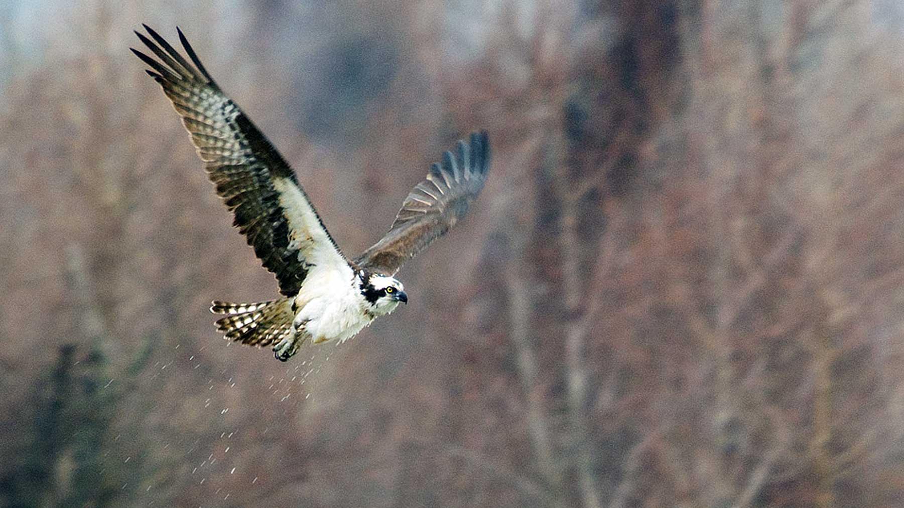 Osprey In Flight