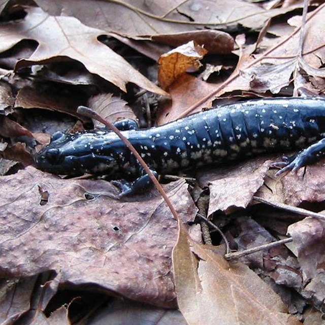 Photo of shiny black salamander with well scattered spots. Spots may be larger or small.