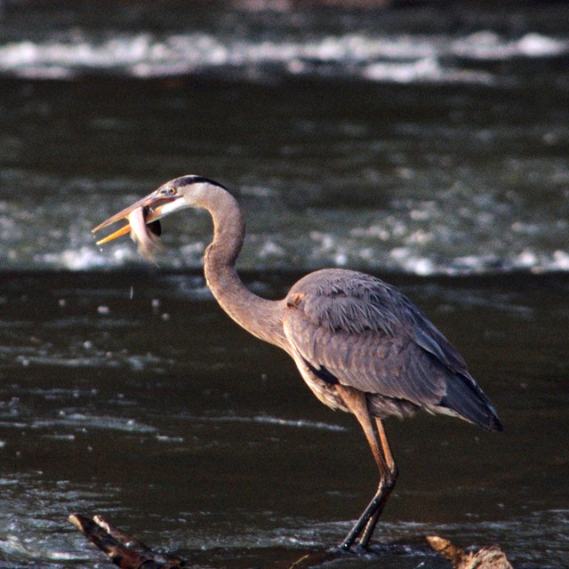 A Great Blue Heron wades the river after catching a small fish for lunch.