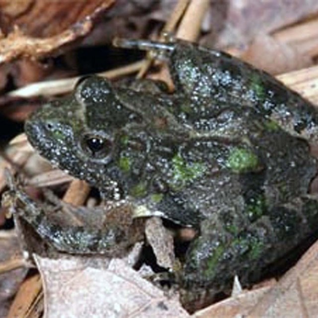 Northern Cricket Frog (Acris crepitans) sitting on some dried leaves.