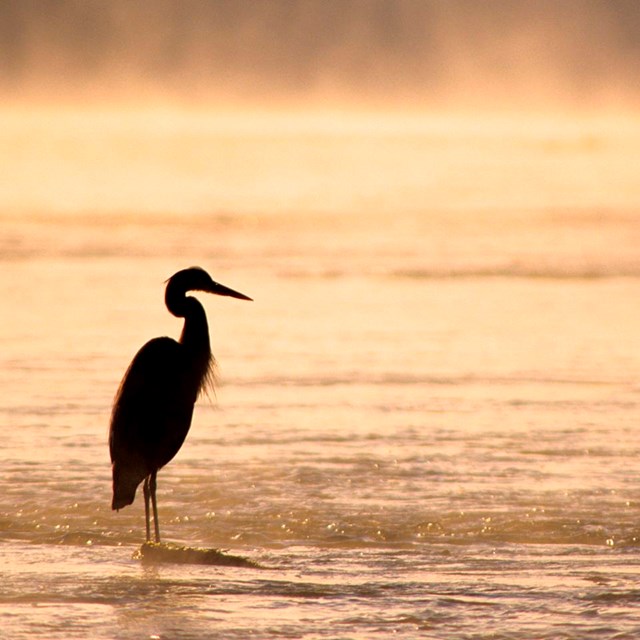 Great Blue Heron wading in the river.