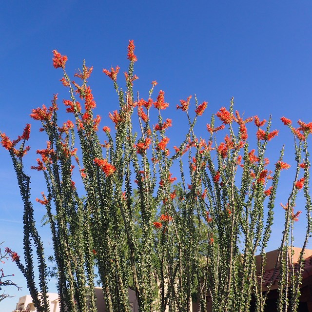 Ocotillo blooms