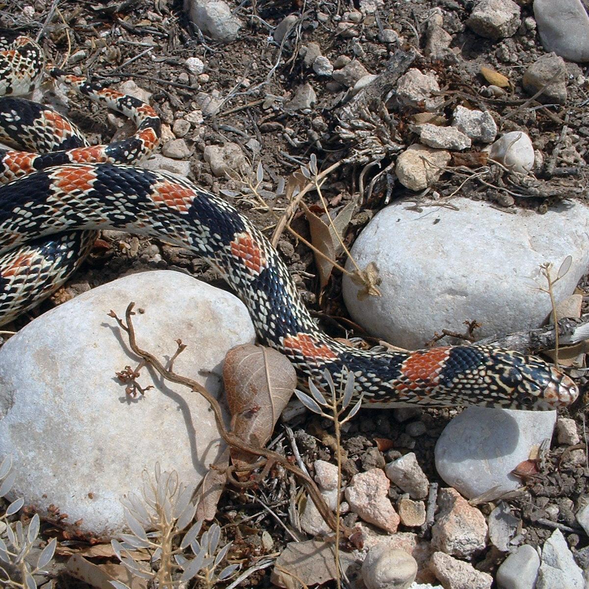red and black striped snake moving through two large rounded white stones