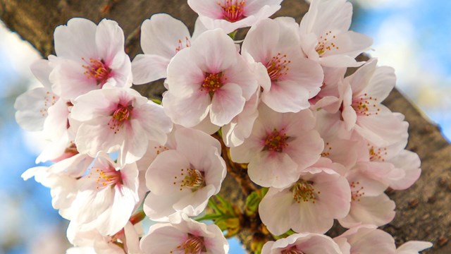 Close-up of a cherry tree branch with clustered blooming flowers