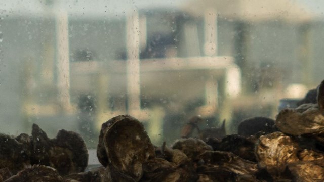 Aquarium with oysters on display at an outdoor festival.