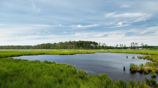A tidal wetland with a maritime forest in the background.
