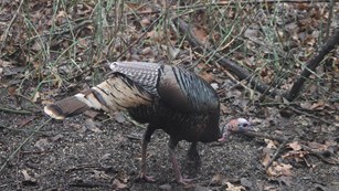 a wild turkey in the forest