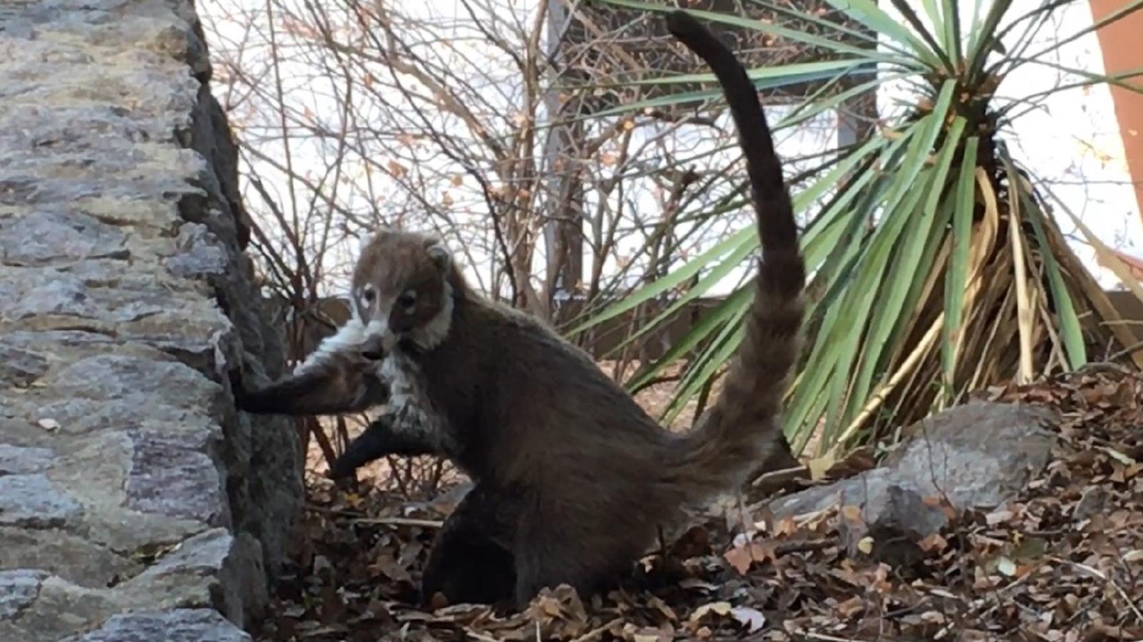 White-nosed coati (racoon-like mammal) with one paw on man-made rock wall. 
