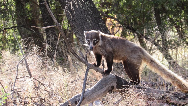 coati on log facing camera