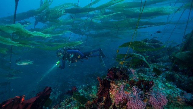 Diver in kelp forest. 