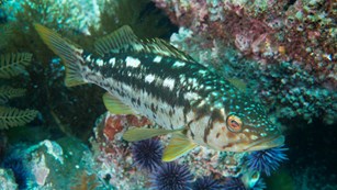 Fish with brown stripes and white dots. 