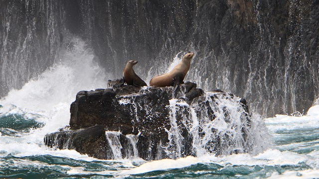 Two sea lions on rock with waves crashing. ©Tim Hauf, timhaufphotography.com