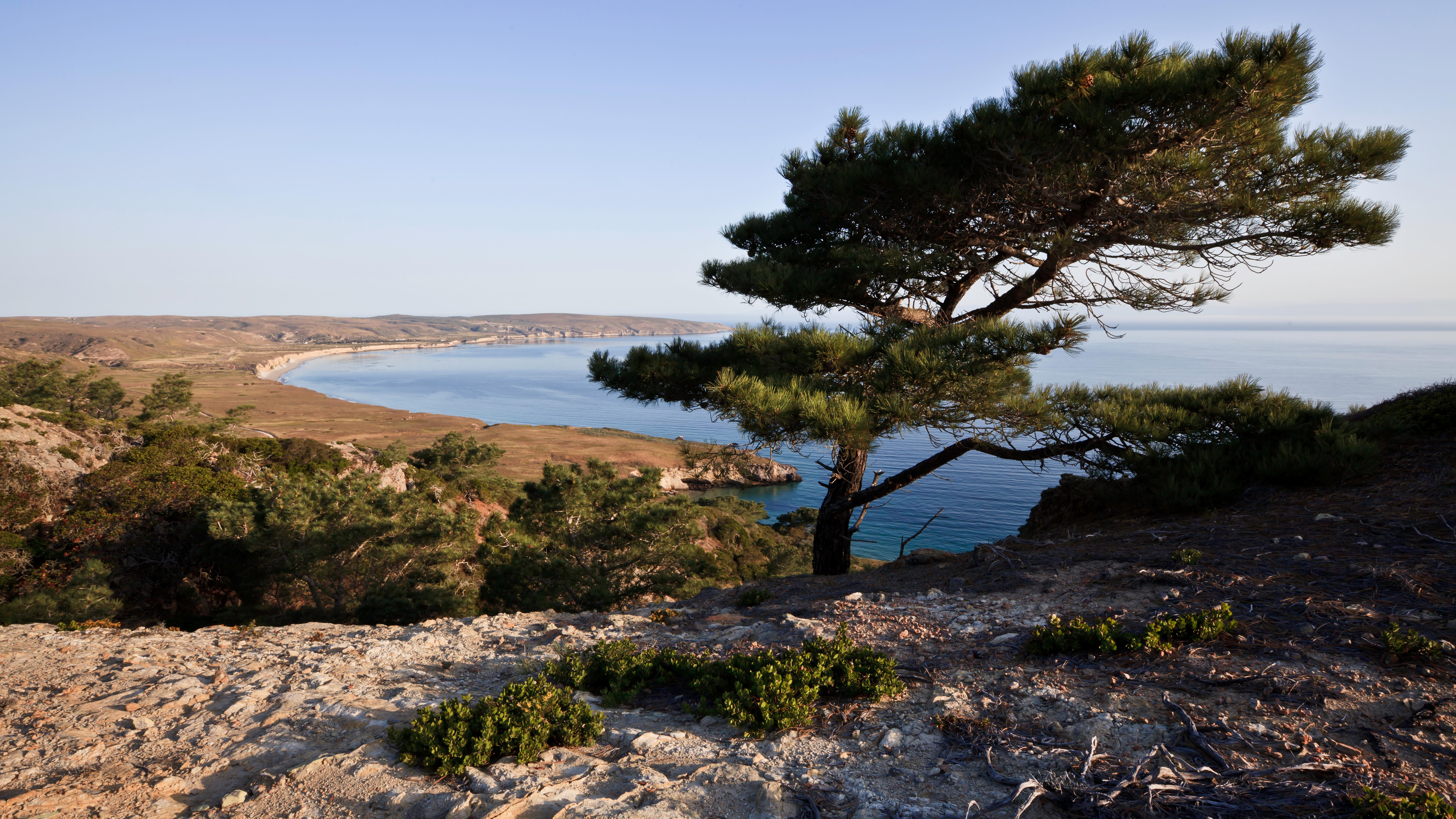 Pine tree on bluff overlooking ocean. &copy;Tim Hauf, timhaufphotography.com