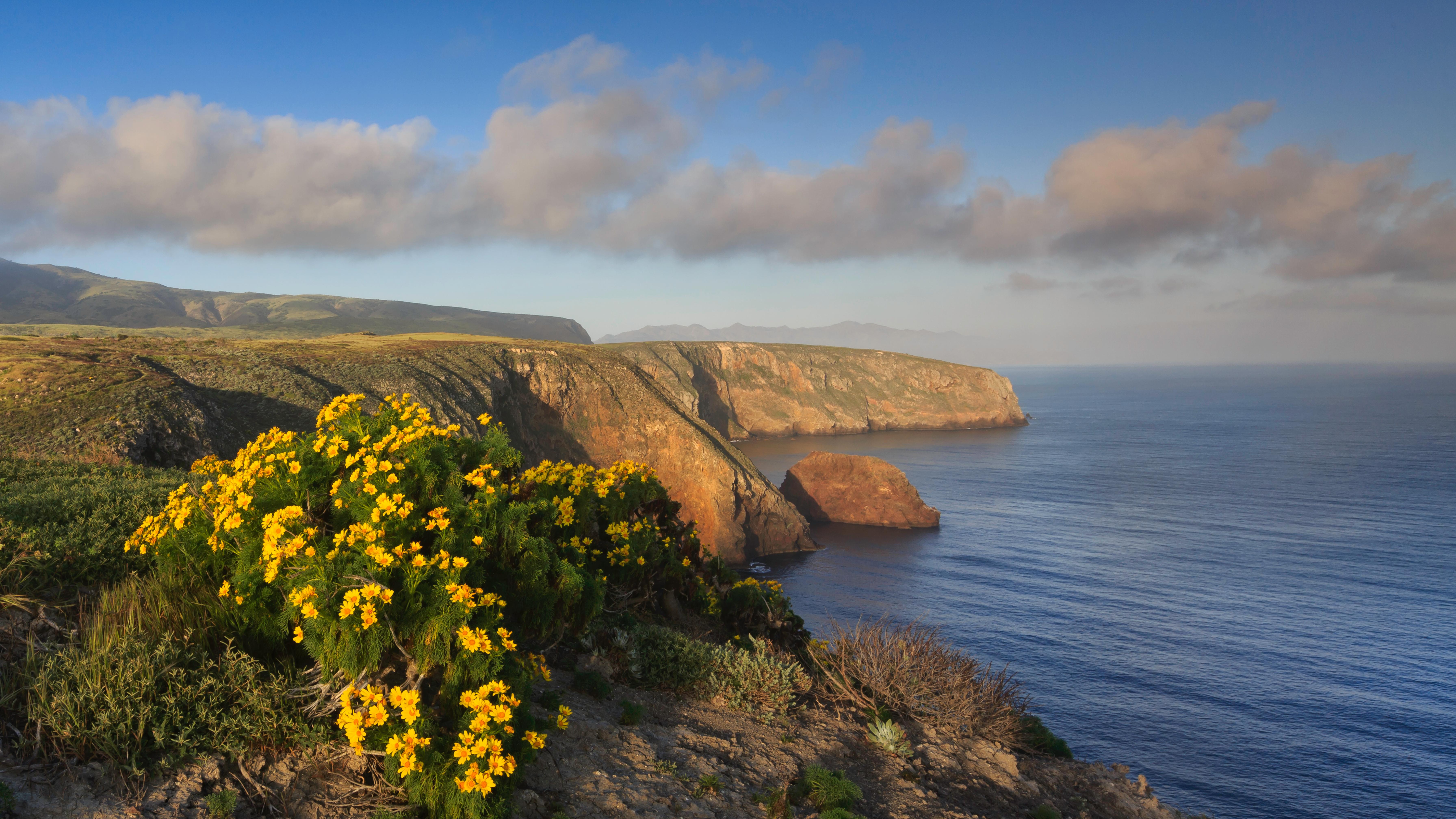 Yellow flowered coreopsis overlooking ocean bluffs. &copy;Tim Hauf, timhaufphotography.com