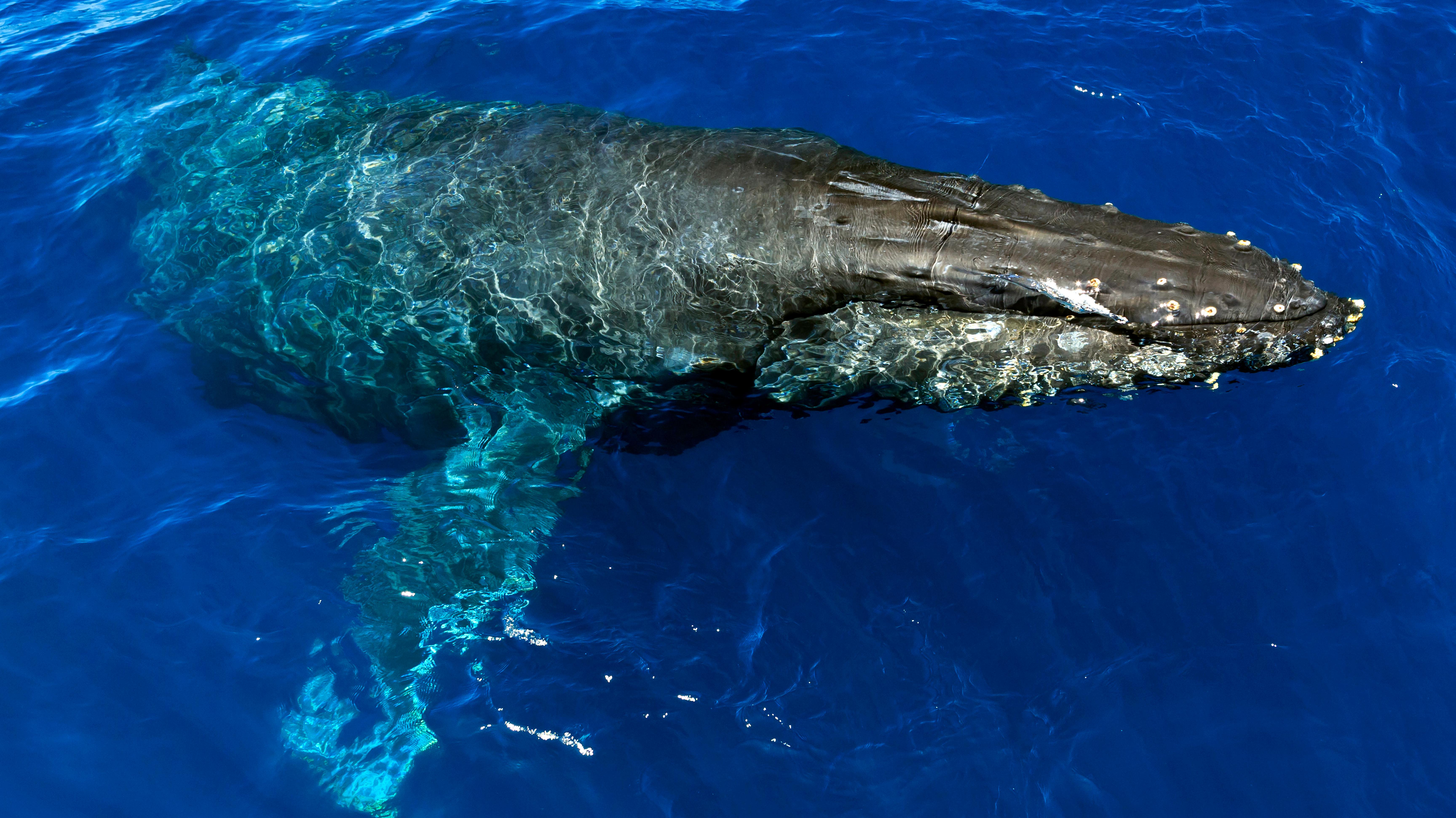 Humpack whale near surface of blue water. &copy;Tim Hauf, timhaufphotography.com