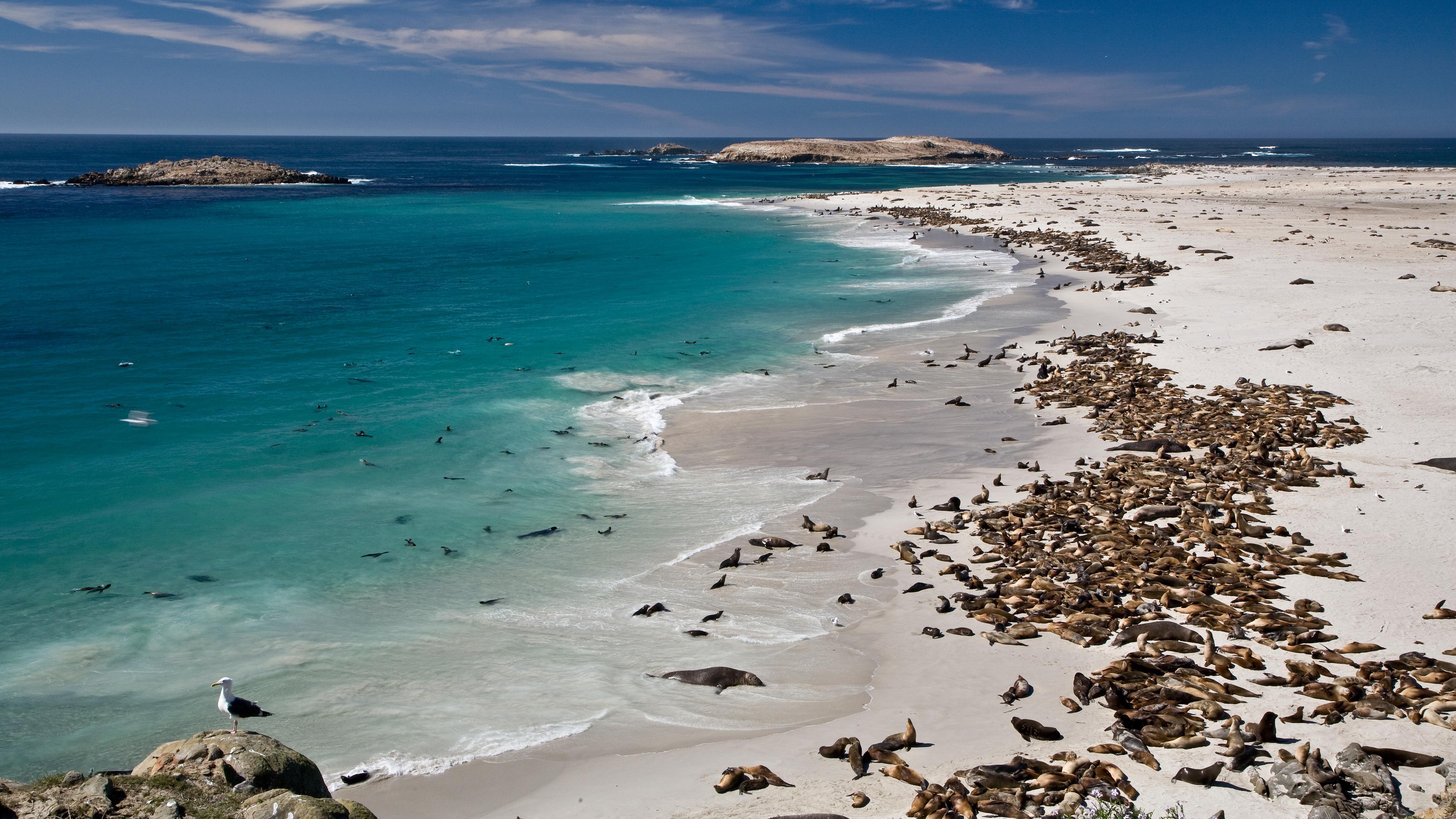 White sand beach with pinnpeds. &copy;Tim Hauf, timhaufphotography.com