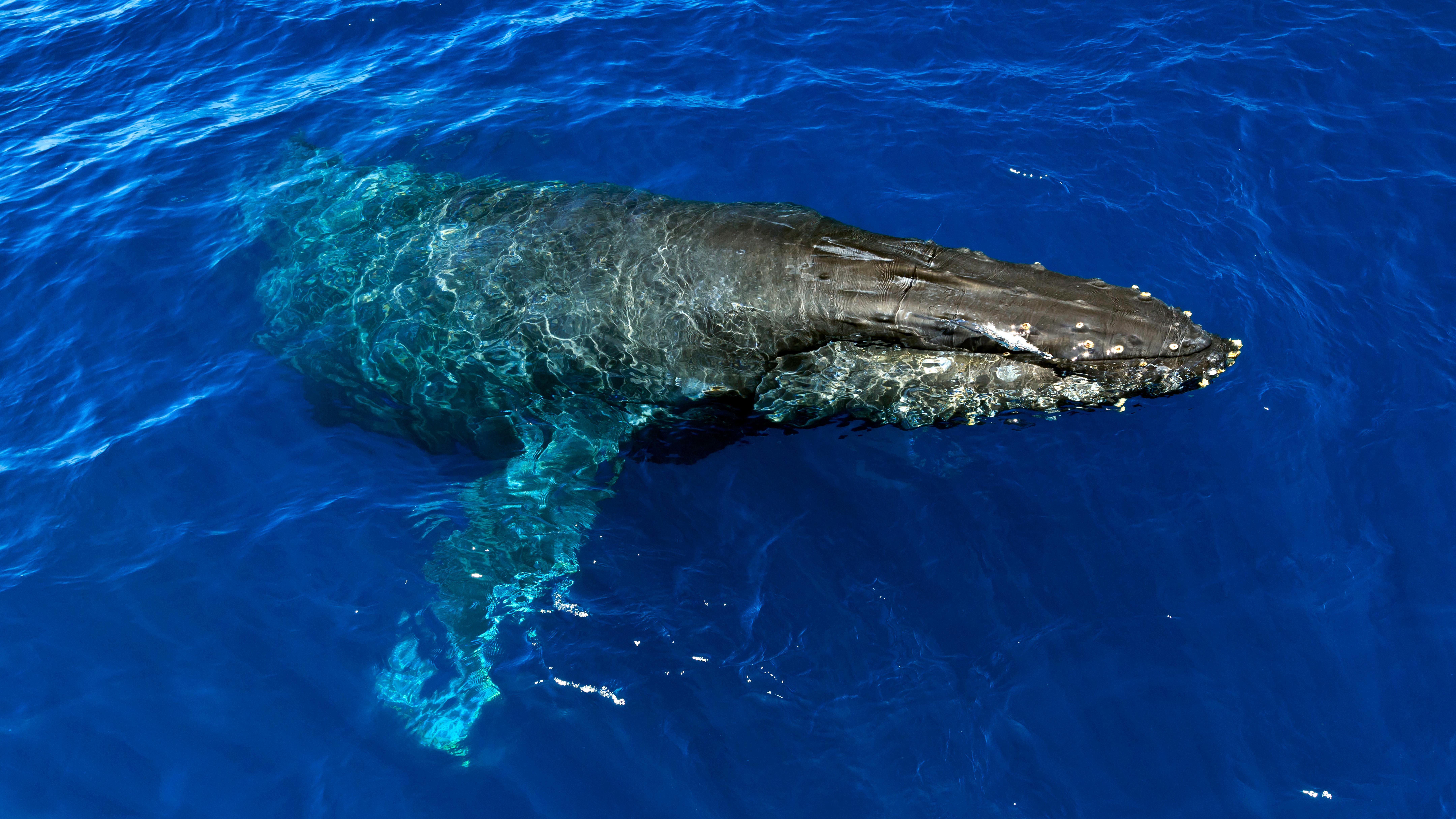 Humpback whale at surface in blue water. &copy;Tim Hauf, timhaufphotography.com