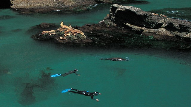 Snorkelers in green water with sea lions. ©Tim Hauf, timhaufphotography.com