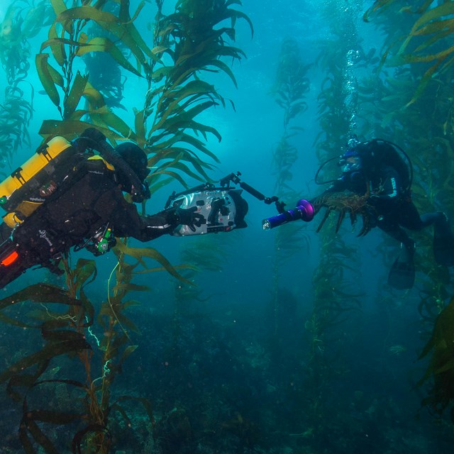 Diver with lobster in kelp forest.©Brett Seymour, National Park Service