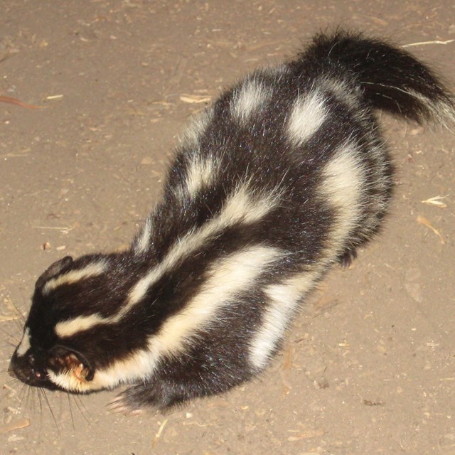 Black and white skunk on it front legs.
