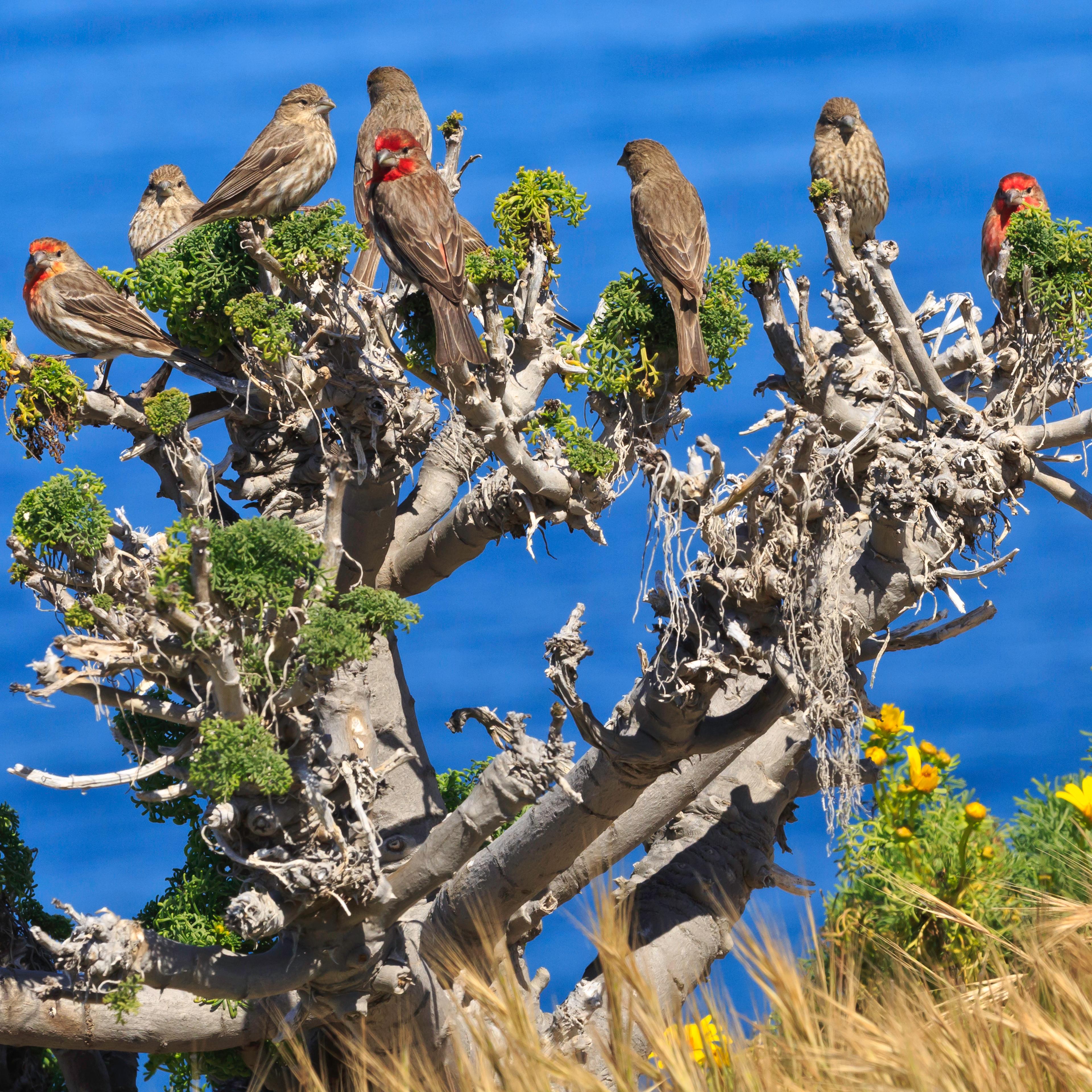 Brown and red birds perched on plant. ©Tim Hauf, timhaufphotography.com