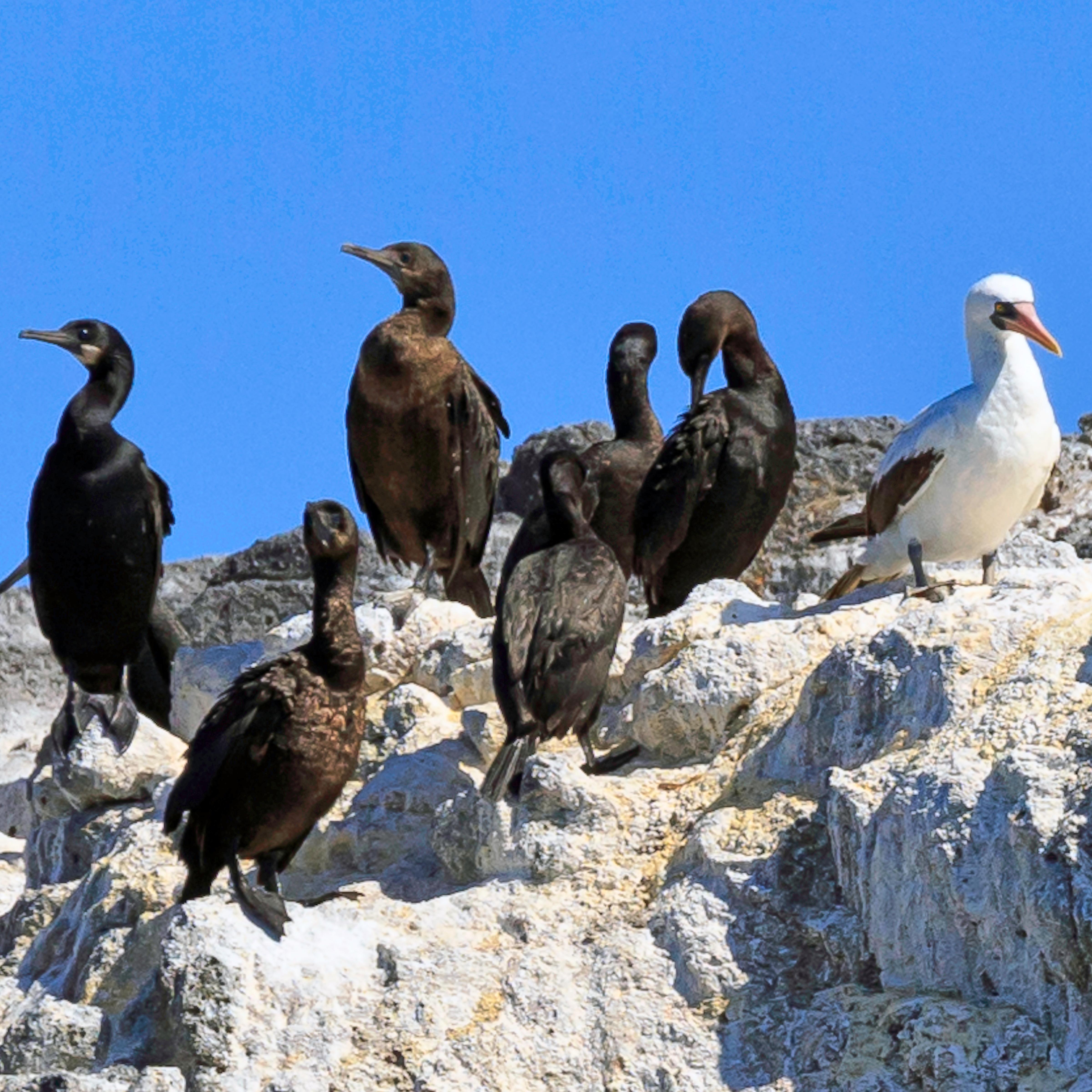 White and black seabirds on a rock. ©Tim Hauf, timhaufphotography.com