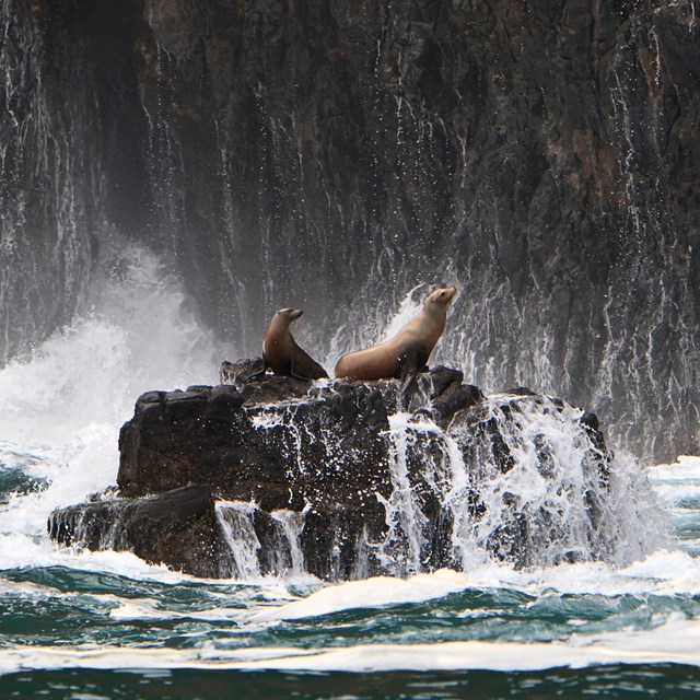 Sea lions on rock with waves. ©Tim Hauf, timhaufphotography.com