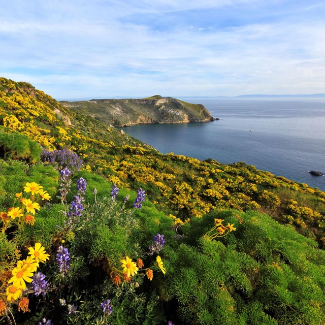 view of harbor with steep cliffs and wildflowers.