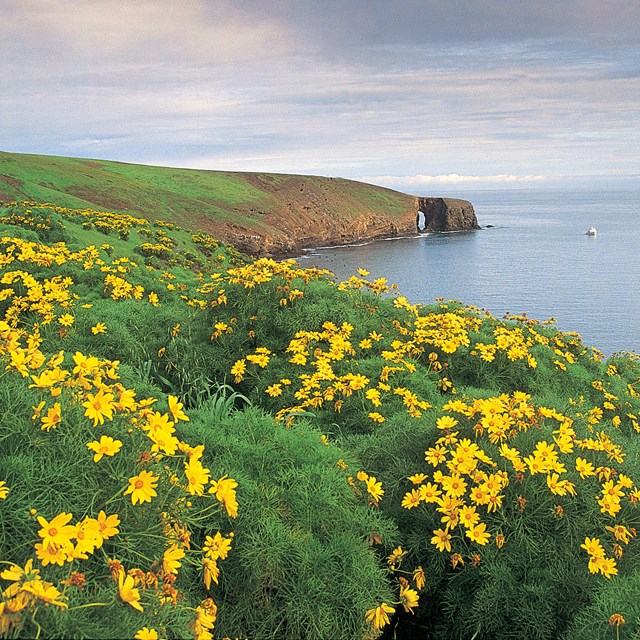 Steep coastal bluffs covered in yellow flowers.