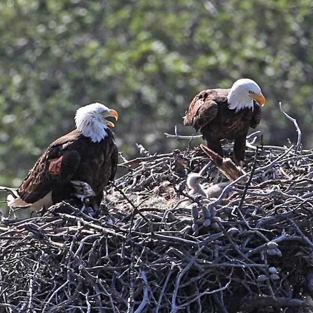 Two adult bald eagles in nest witch chick. 