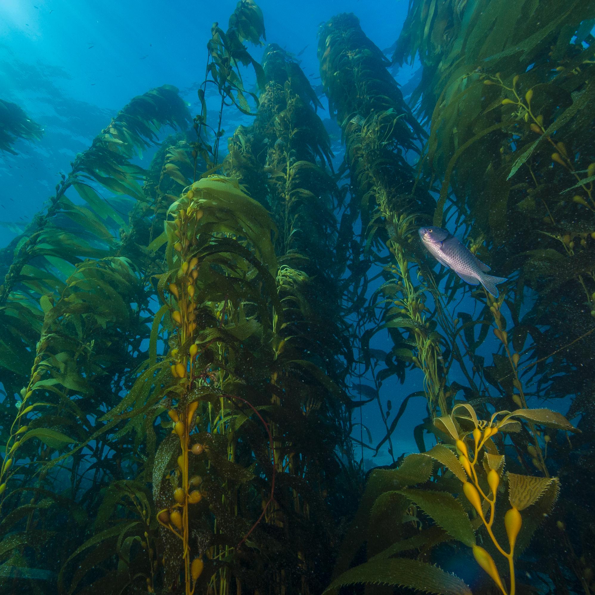 Blue water with amber colored kelp reaching to the surface. 