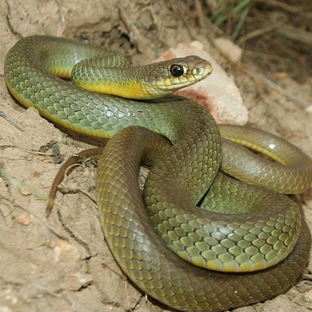 Greenish yellow snake coiled on rock.