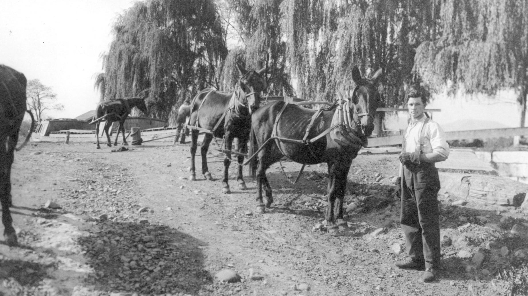 Mule driver and mules on towpath