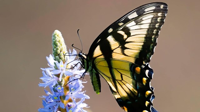 Swallowtail Butterfly visiting a flower.