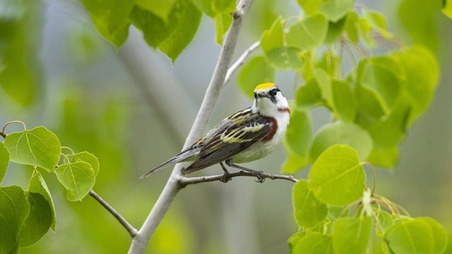 Chestnut-sided warbler in tree.