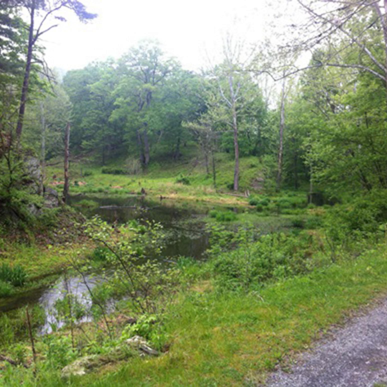 Lowland forest
