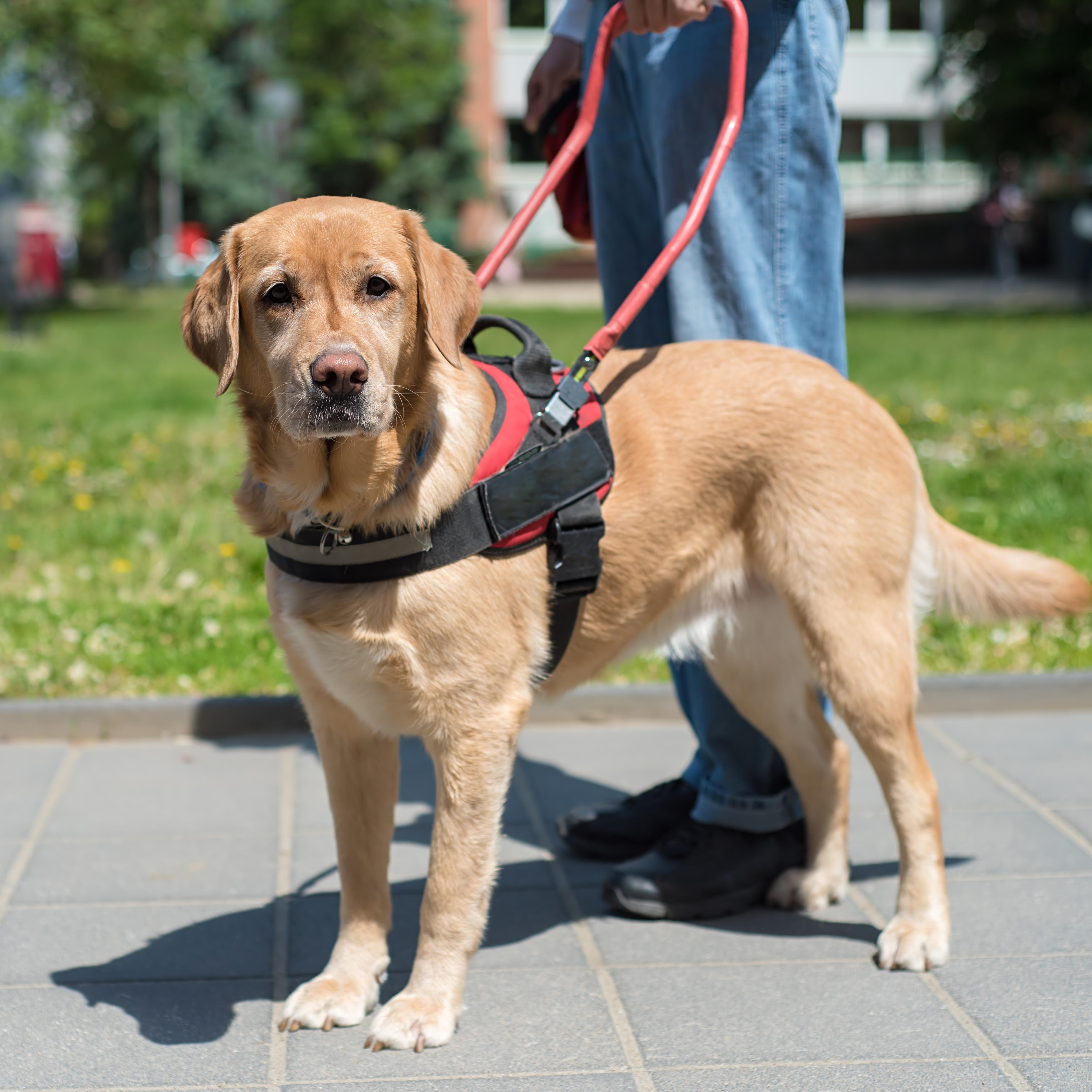 A golden retriever wearing a harness and lead.
