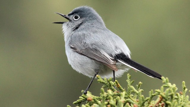 Close-up of a little gray bird perched on Juniper.