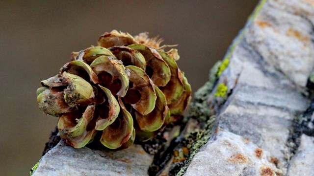 Close-up of two pine cones in a Single-Leaf Pinyon Pine.