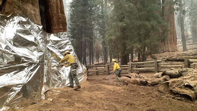 Two yellow-clad firefighters wrap an enormous giant sequoia trunk with an aluminum material
