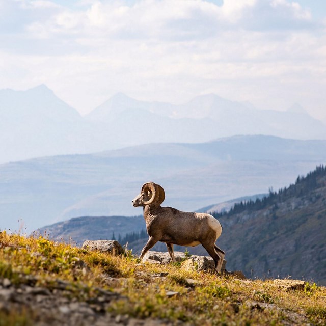 A ram on a hillside in front of misty mountains